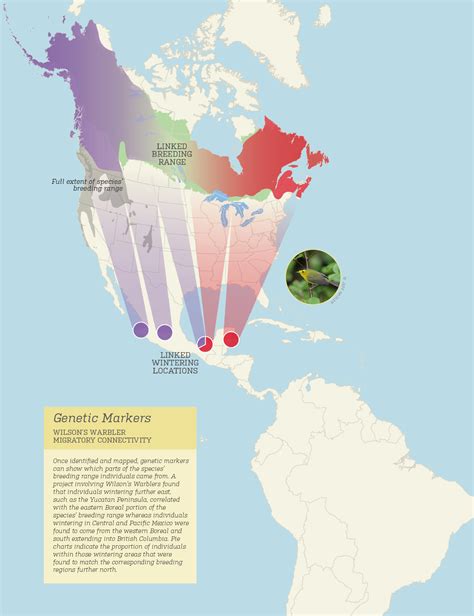 Genetic Markers Migration Map Boreal Songbird Initiative