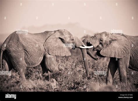 African Elephant Touching Hi Res Stock Photography And Images Alamy