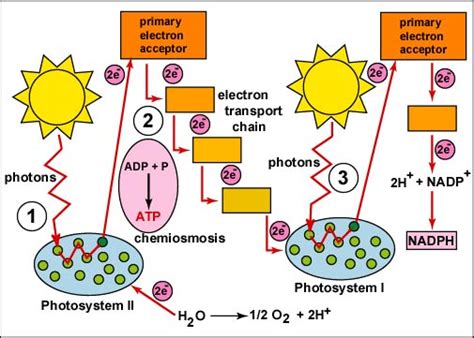 Photosynthesis Light Reactions
