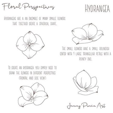 Jenny Wildlife Botanicals On Instagram Hydrangea