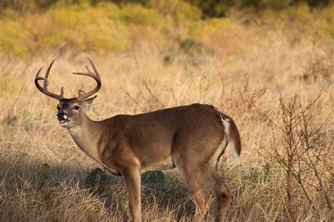 How To Rattle Up Big Texas Bucks During The Rut
