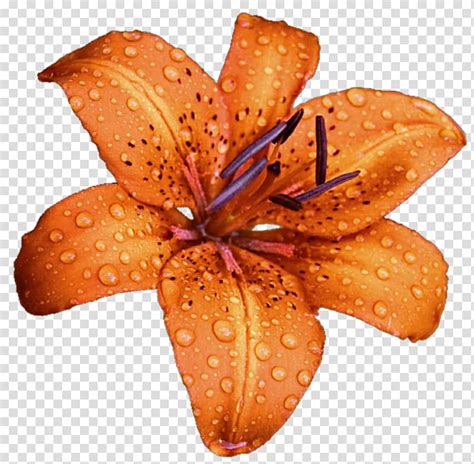 Lilium Bulbiferum Flower Lily Transparent Background PNG Clipart