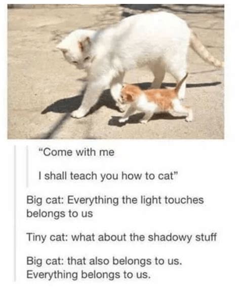 Cat Logic Funny Cats Animal Memes Cute Animals