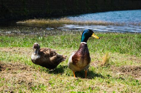 Close Up Portrait Of A Pair Of Mallard Ducks Anas Platyrhynchos Stock