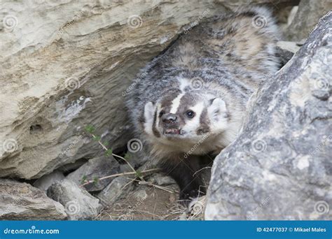 Angry Badger In Den Stock Image Image Of Powerful Carnivores 42477037