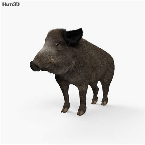 Wild Boar Rigged 3d Model Download Animals On