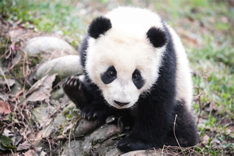 Giant Panda Is No Longer Endangered Species Live Science