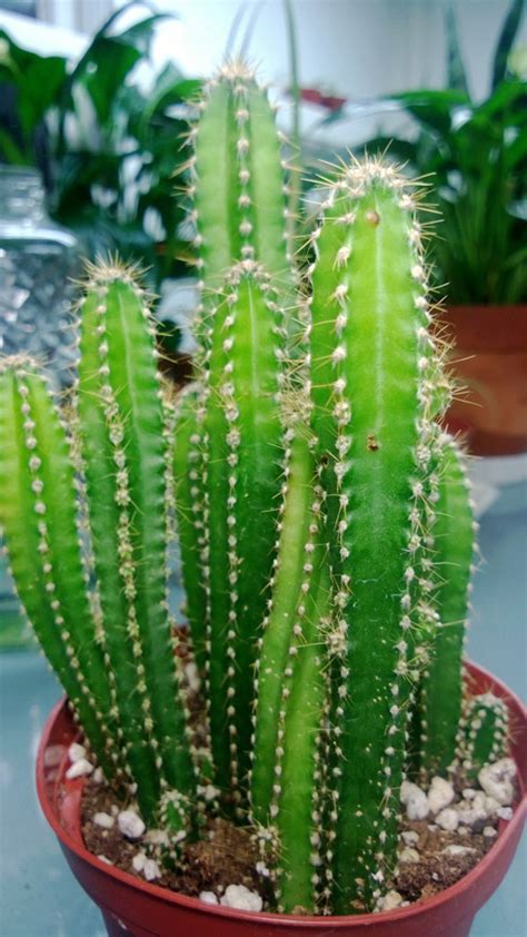 This can speed up harvesting large amounts of cacti by a lot. Cactus Questions - Cactus Jungle