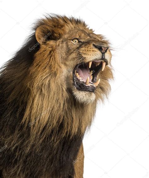 Close Up Of A Lion Roaring Panthera Leo 10 Years Old Isolated