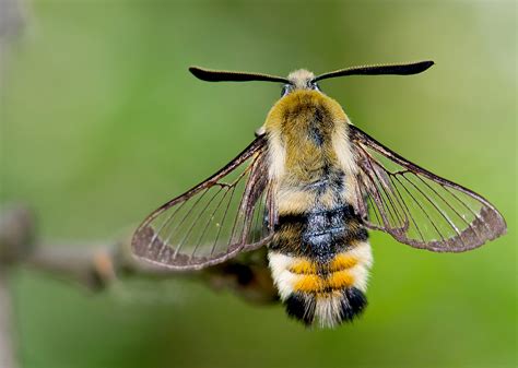 Narrow Bordered Bee Hawk Moth