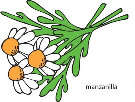 Crmla Dibujos Animados De Plantas Medicinales Gambaran Bank Home