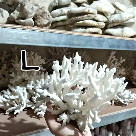 Jual Batu Karang Laut Asli Natural Coral Anemon Dekorasi Ornamen