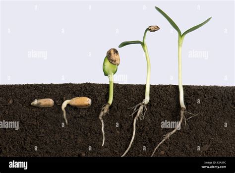Sunflower Growing Stages Hi Res Stock Photography And Images Alamy