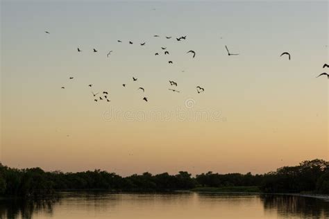 Ducks And Birds Flying At Sunrise Over Water Stock Image Image Of