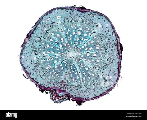 Cross Section Cut Slice Of Plant Stem Under The Microscope
