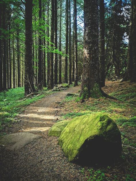 A Path In The Forest · Free Stock Photo