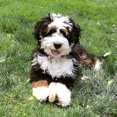 We are a blue ribbon breeder with goldendoodle association of north america (gana). Leroy is a Mini Bernedoodle Puppy from Hackman's Miniature ...