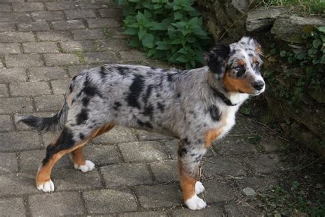 Everything You Need To Know About The Short Haired Australian Shepherd