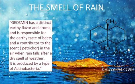 Ever Wondered What The Smell Of Rain Is And Why Is Smells That Way