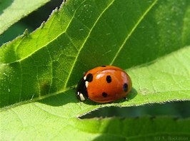 Image result for coccinellidae