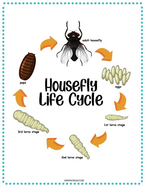 Housefly Life Cycle Instant Download Stem Workbook Digital Etsy Ireland