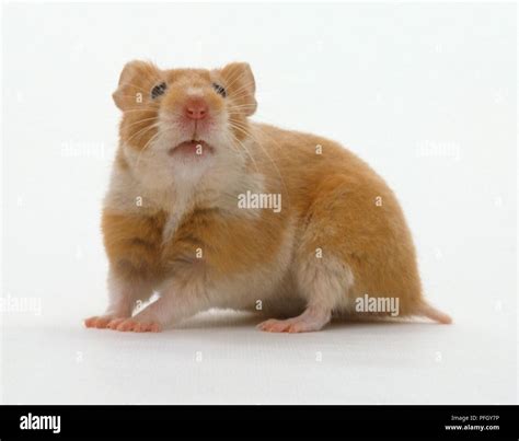 Ginger And White Hamster Looking Up Stock Photo Alamy
