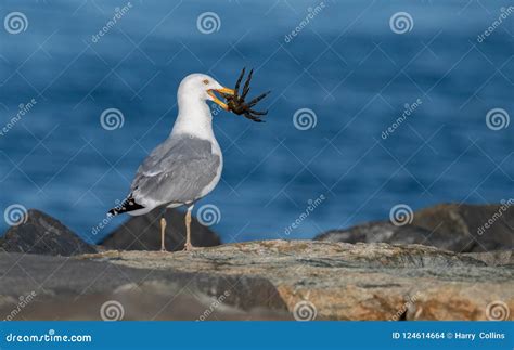 A Seagull With Food Stock Photo Image Of Northern Maine 124614664