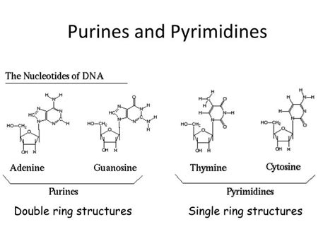 Why Purines Pair With Pyrimidines Whysb