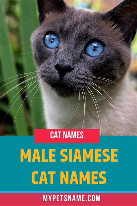 Male Siamese Cat Names Cat Names Siamese Cats Kitten Names