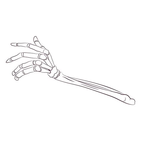 Hand Bones Hand Drawn 21675865 Vector Art At Vecteezy