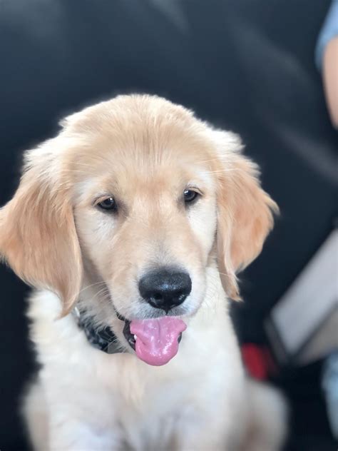 Don't miss this golden opportunity to add a cute fluffball to your family! Golden Retriever, Golden Retriever puppies, Dogs, for Sale ...