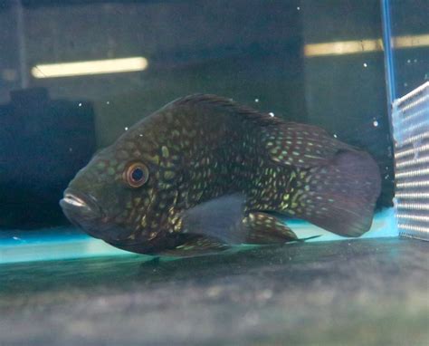 Pearlscale Cichlid Herichthys Carpintis Zoochat