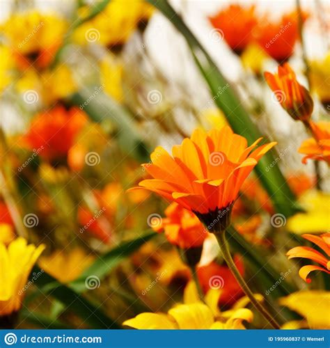 Spring Is Here Stock Image Image Of Close Sunlight 195960837
