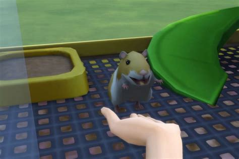 How To Get Hamsters In Sims 4 Hamster Spruce