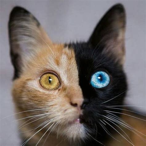 Odd Eyed Cats How Amazing Cats In Care