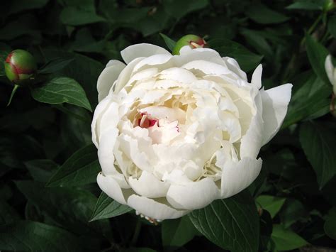 Beautiful White Peony Wallpapers And Images Wallpapers Pictures Photos