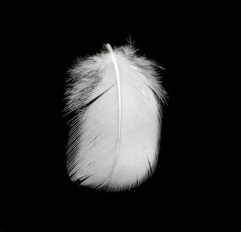 Premium Photo White Feather Texture Background