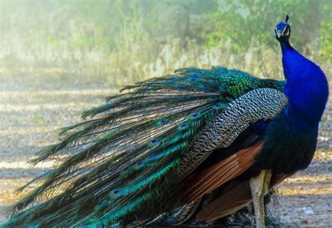 Pavo Real Características Alimentación Razas Historia Colores