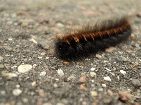 hairy caterpillars how to repel them and avoid skin rashes