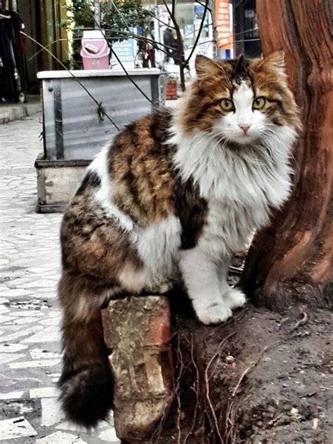 Beautiful Turkish Angora Street Cat Angora Cats Turkish Angora Cat