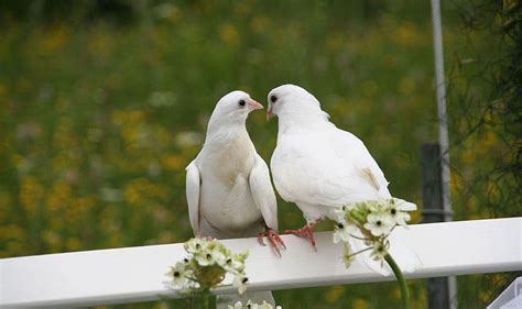 Cute White Pigeons New S Pigeons Love Hd Wallpaper Pxfuel