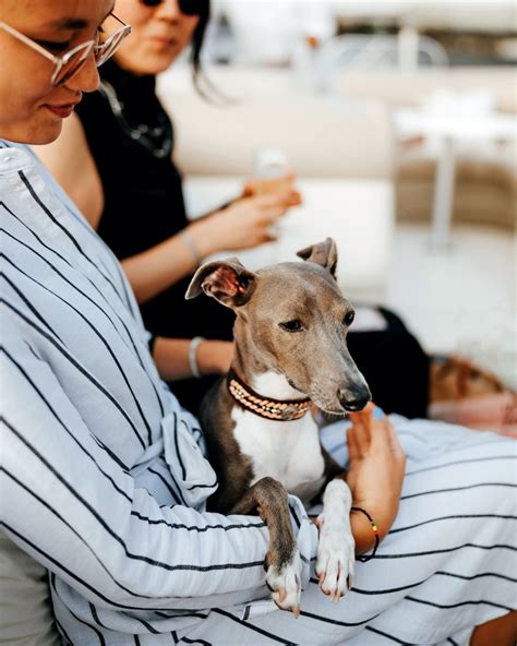 Races De Chiens Adorables Et De Petite Taille