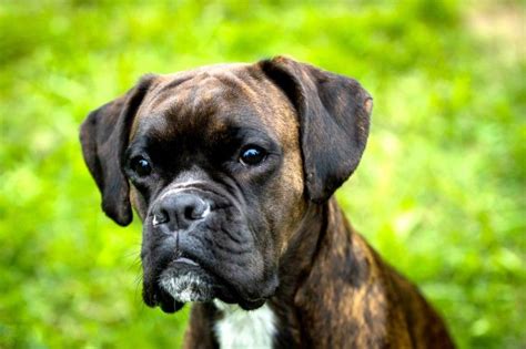 Tackling Behavioural Problems In The Boxer Dog Pets4homes Boxer