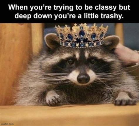 14 Funny Raccoon Memes That Will Make Your Day In 202