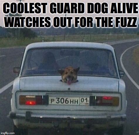 Four Legged Fuzz Buster Imgflip