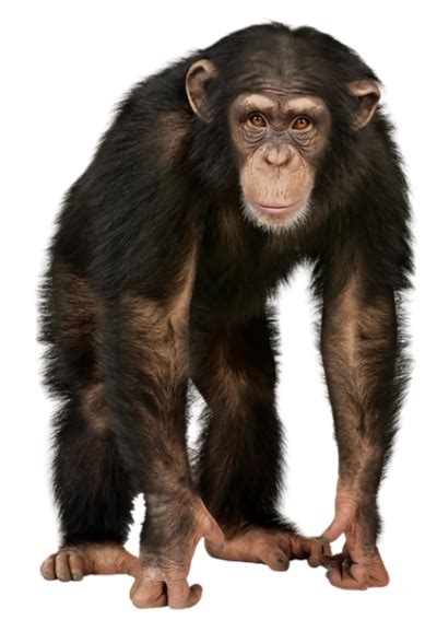 Monkey Png Vector Images With Transparent Background Transparentpng
