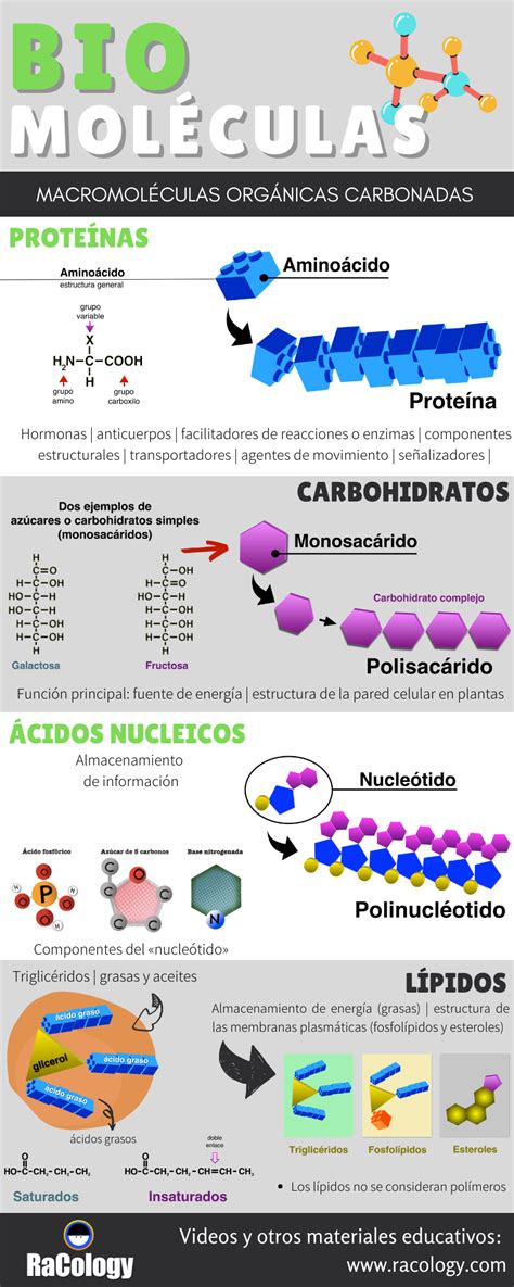 Biomoléculas Macromoléculas Estructura Clases De Celulas