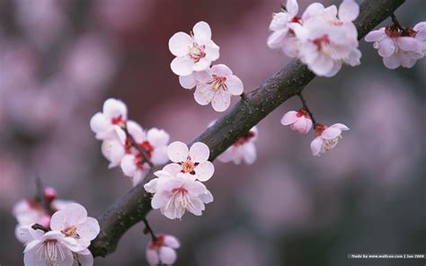 Free Download 1440900 Japanese Sakura Wallpapers Japanese Cherry