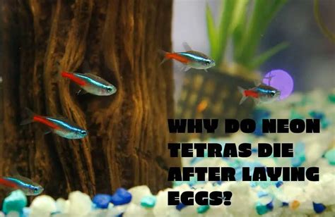 Why Do Neon Tetras Die After Laying Eggs Tetra Fish Care