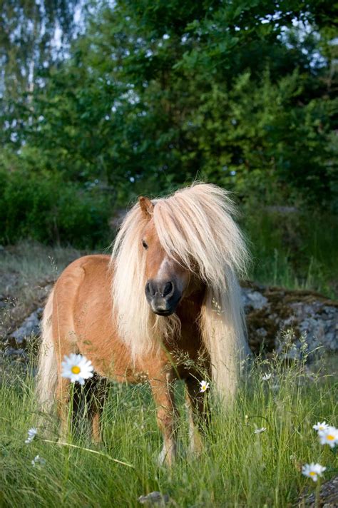 9 Facts About The Shetland Pony You Might Not Know Wzrost